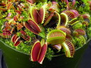 Dionaea Muscipula